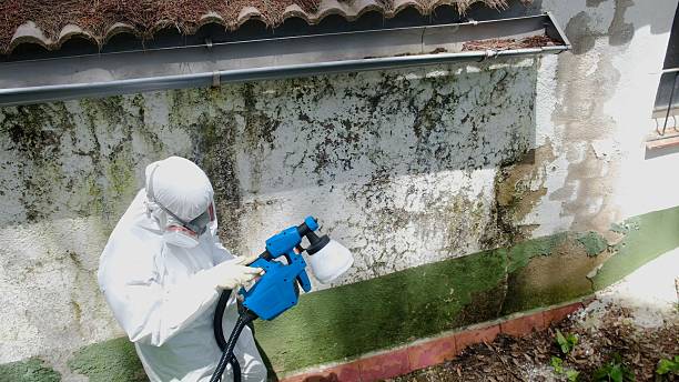 Top rated local Mold Remediation specialists in Windsor, VA